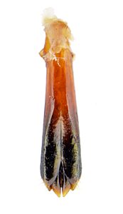 Neospades chrysopygia, SAMA, aedeagus 1.5 mm long with previous, SL